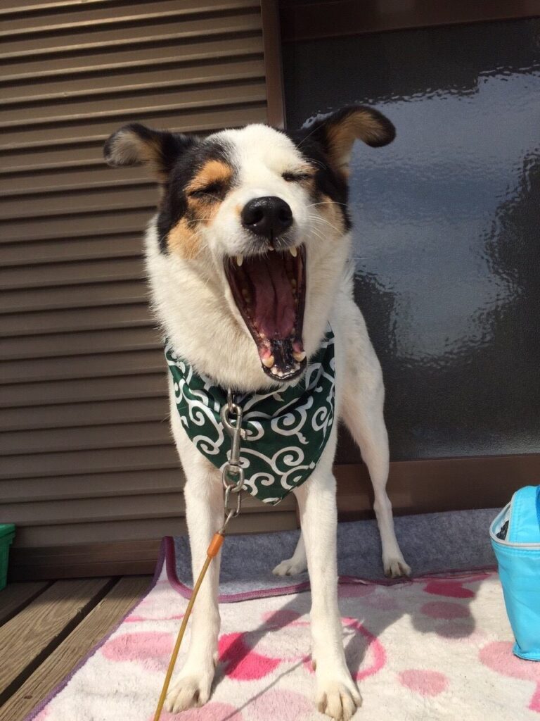 賃貸実家のウッドデッキと飼い犬